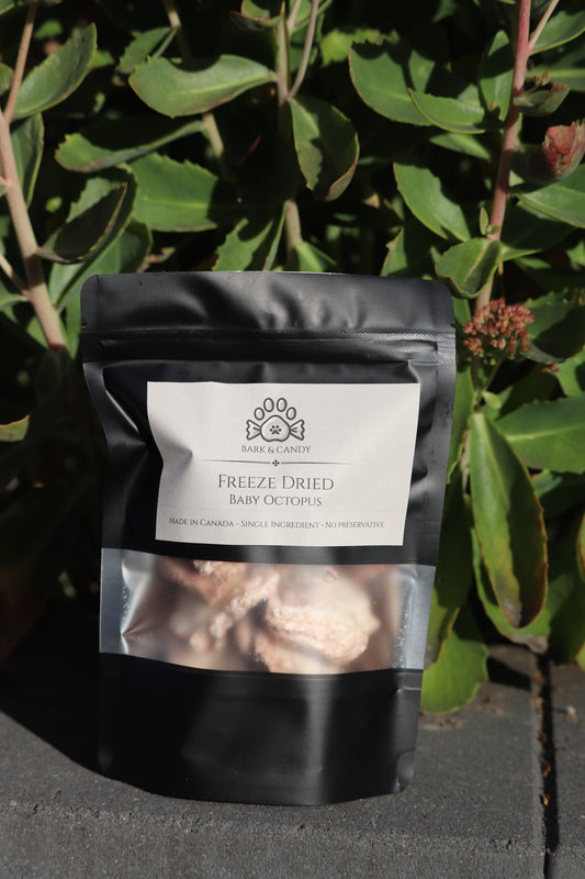 Freeze Dried Raw Baby Octopus